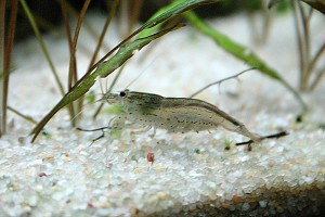 caridina_japonica_08.jpg