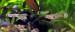 Poecilia reticulata - Gupka dúhová